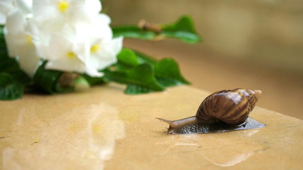 Snail Mucin in Skincare: Miracle Ingredient or Just Hype?